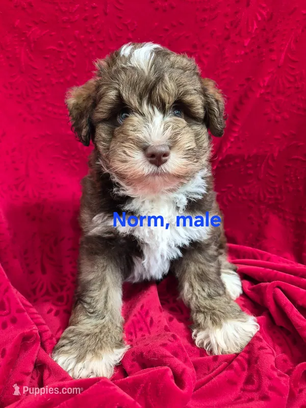 Norm – Schnoodle puppy for sale in Hilbert, WI