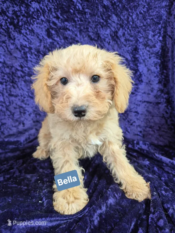 Bella – Schnoodle puppy for sale in Hilbert, WI