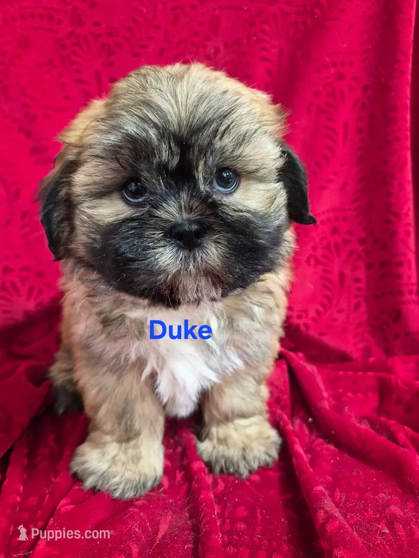 Duke – Shihpoo puppy for sale in Hilbert, WI