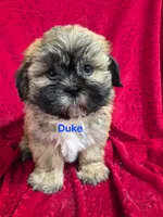 Duke, a male Shihpoo for sale in Hilbert, WI – 1 of 1