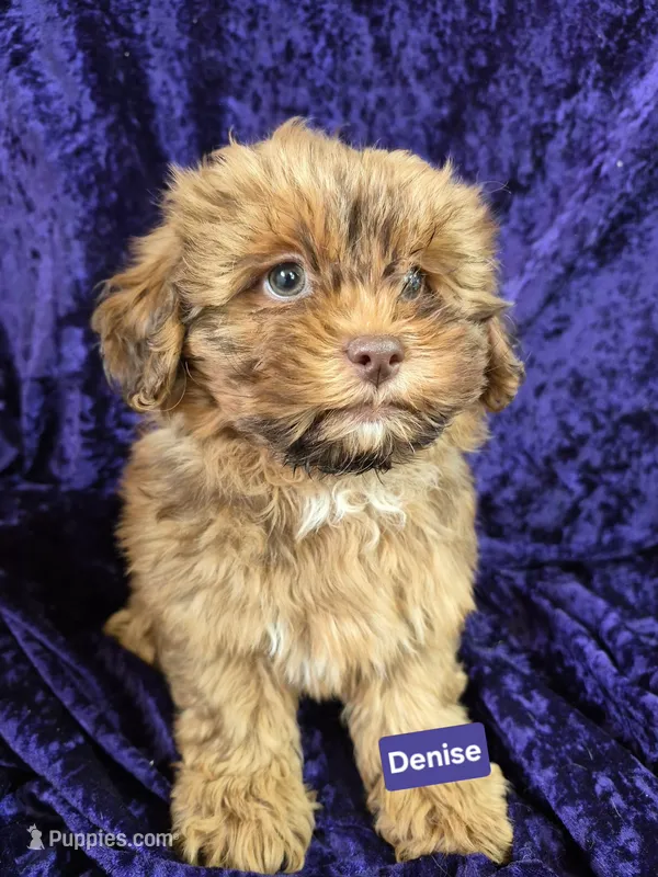 Denise – Shihpoo puppy for sale in Hilbert, WI