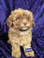 Denise, a female Shihpoo for sale in Hilbert, WI – 1 of 1