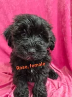 Rose, a female Schnoodle for sale in Hilbert, WI – 1 of 1