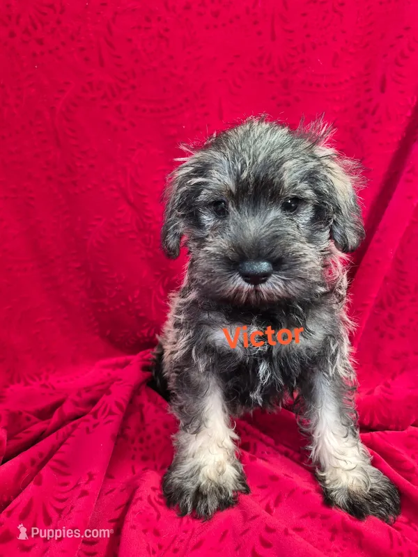 Victor – Miniature Schnauzer puppy for sale in Hilbert, WI