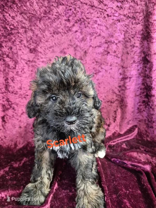 Scarlett – Schnoodle puppy for sale in Hilbert, WI