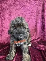 Scarlett, a female Schnoodle for sale in Hilbert, WI – 1 of 1