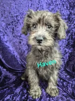 Haven, a female Schnoodle for sale in Hilbert, WI – 4 of 4