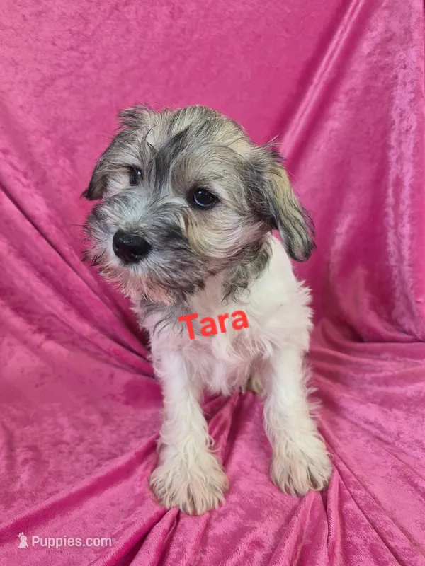 Tara – Miniature Schnauzer puppy for sale in Hilbert, WI