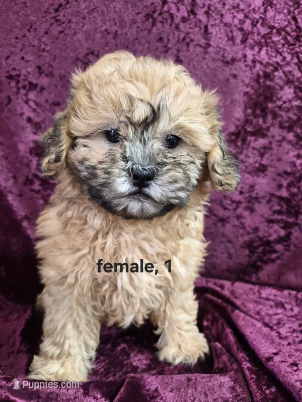 Darla – Shihpoo puppy for sale in Hilbert, WI