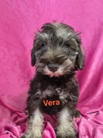 Val, a female Miniature Schnauzer for sale in Hilbert, WI – 2 of 4