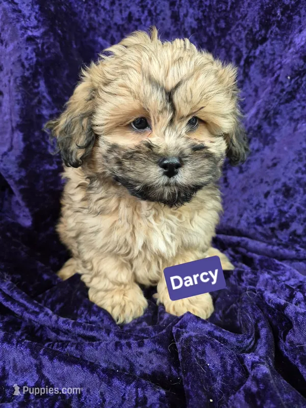 Darcy – Shihpoo puppy for sale in Hilbert, WI