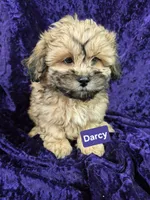 Darcy, a female Shihpoo for sale in Hilbert, WI – 1 of 1