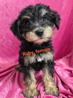Ruby, a female Schnoodle for sale in Hilbert, WI – 1 of 1