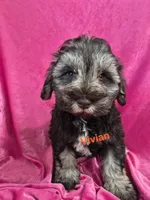 Veda, a female Miniature Schnauzer for sale in Hilbert, WI – 2 of 3