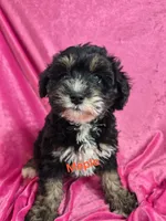 Maple, a female Schnoodle for sale in Hilbert, WI – 1 of 1