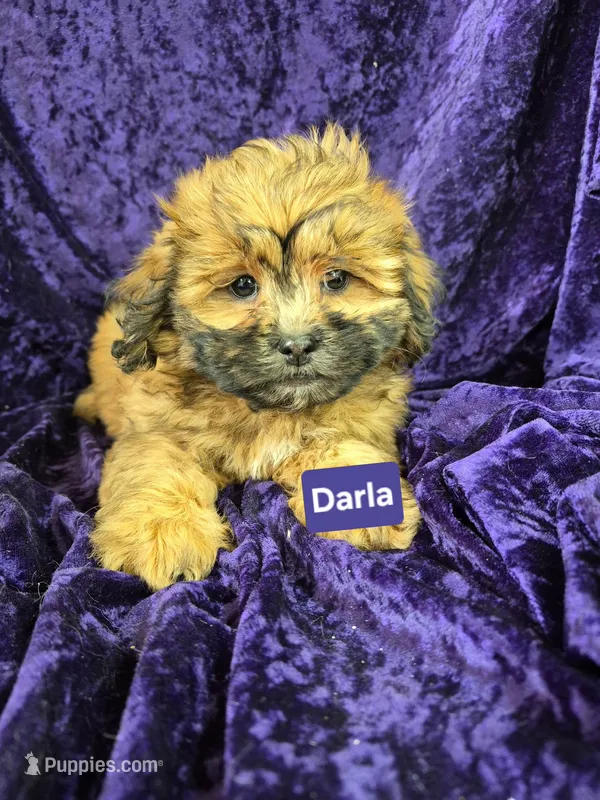Darla – Shihpoo puppy for sale in Hilbert, WI