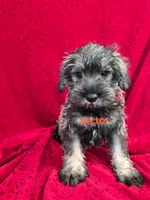 Vivian , a female Miniature Schnauzer for sale in Hilbert, WI – 3 of 4