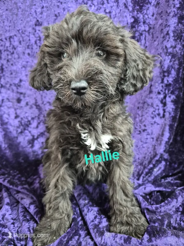 Hallie – Schnoodle puppy for sale in Hilbert, WI