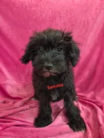 Sophie, a female Schnoodle for sale in Hilbert, WI – 5 of 6