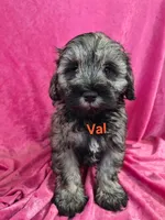 Val, a female Miniature Schnauzer for sale in Hilbert, WI – 1 of 4