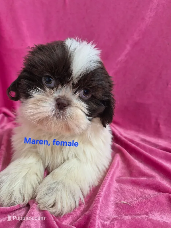 Maren – Shih Tzu puppy for sale in Hilbert, WI