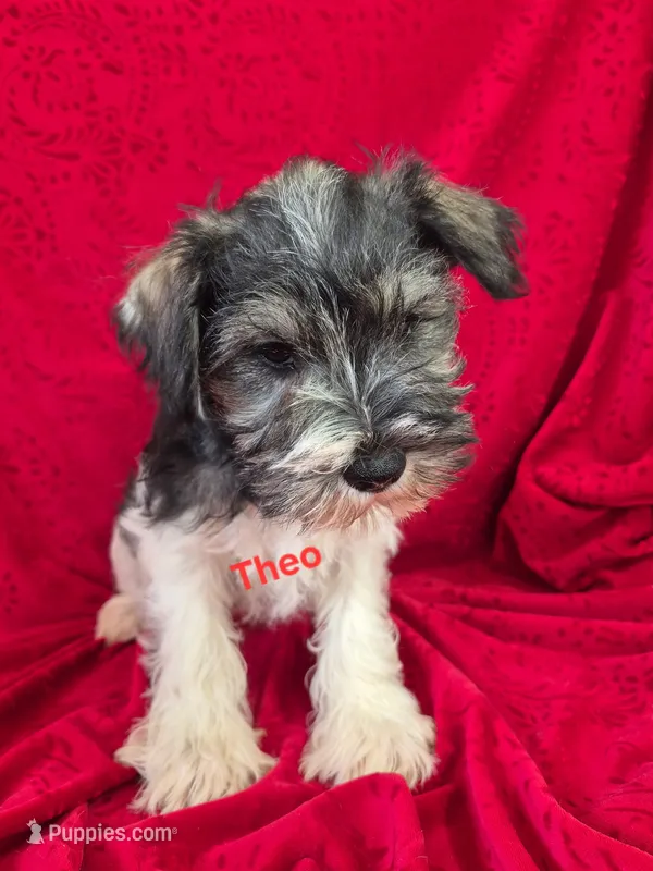 Theo – Miniature Schnauzer puppy for sale in Hilbert, WI
