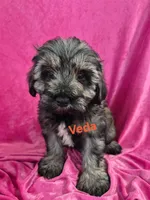 Val, a female Miniature Schnauzer for sale in Hilbert, WI – 3 of 4