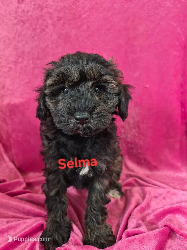 Selma- reduced – Schnoodle puppy for sale in Hilbert, WI