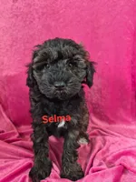 Sophie, a female Schnoodle for sale in Hilbert, WI – 3 of 6