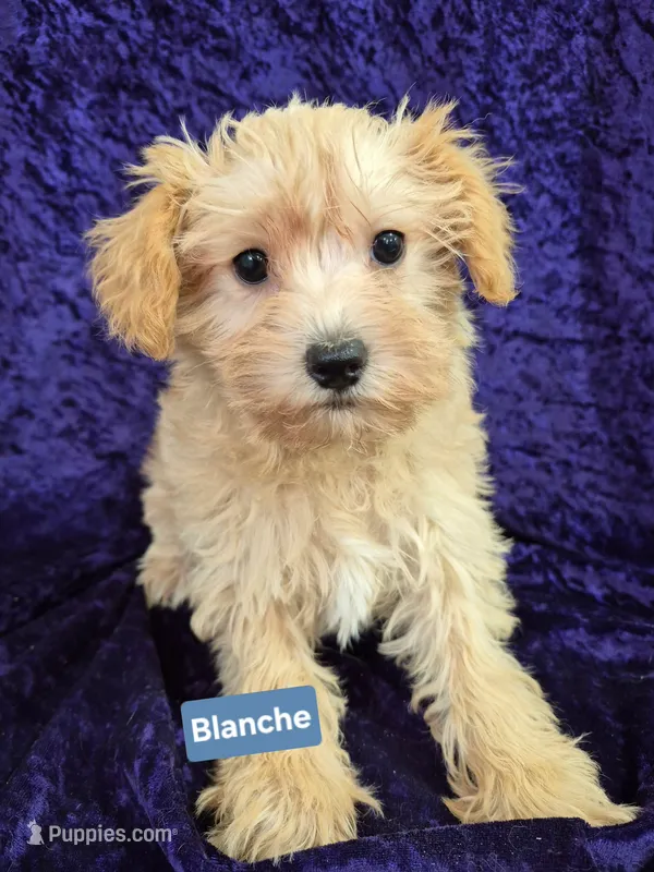 Blanche – Schnoodle puppy for sale in Hilbert, WI