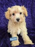 Blanche, a female Schnoodle for sale in Hilbert, WI – 1 of 1