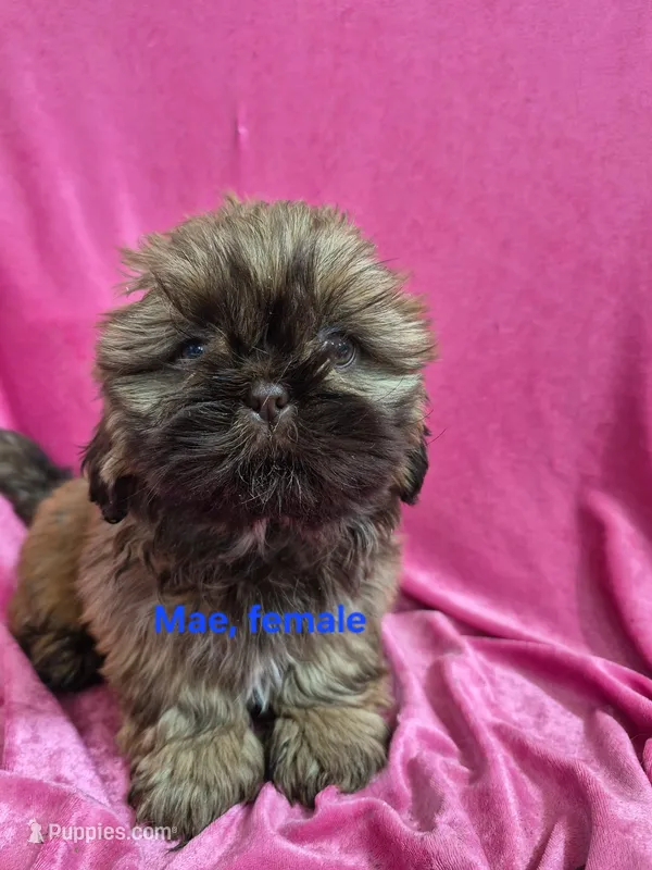 Mae – Shih Tzu puppy for sale in Hilbert, WI