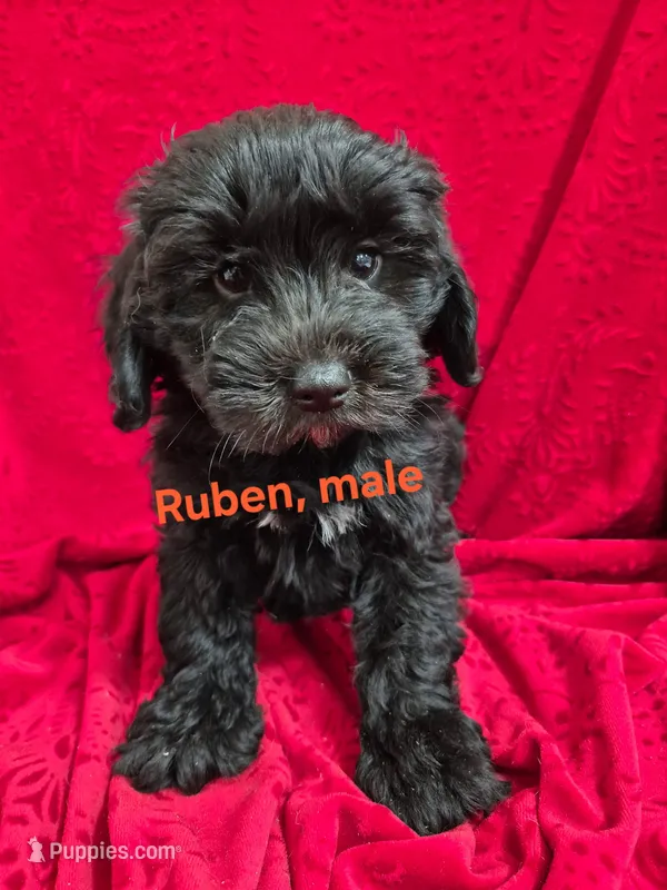 Ruben – Schnoodle puppy for sale in Hilbert, WI