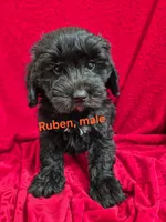 Ruben, a male Schnoodle for sale in Hilbert, WI – 1 of 1