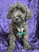 Haven, a female Schnoodle for sale in Hilbert, WI – 2 of 4