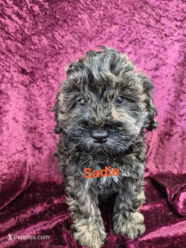 Sadie – Schnoodle puppy for sale in Hilbert, WI