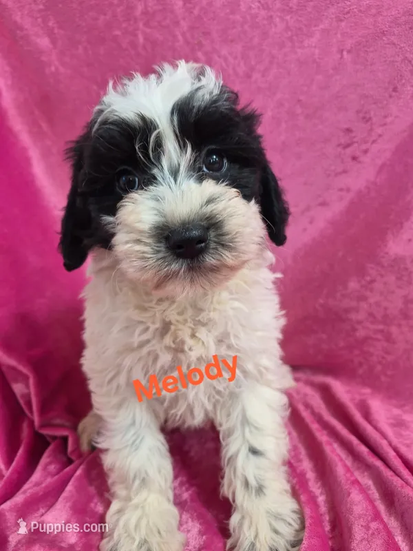 Melody – Schnoodle puppy for sale in Hilbert, WI