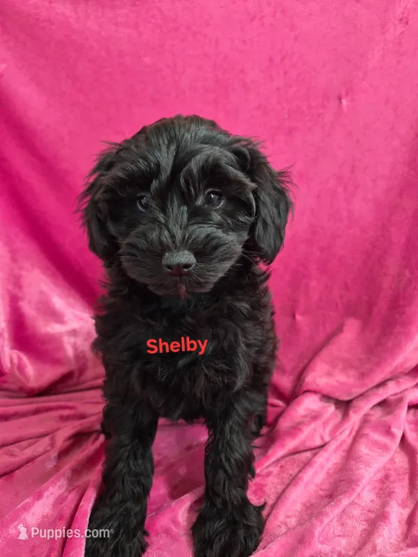 Shelby-reduced – Schnoodle puppy for sale in Hilbert, WI