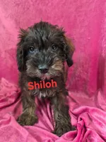 Shiloh-reduced, a female Schnoodle for sale in Hilbert, WI – 1 of 1