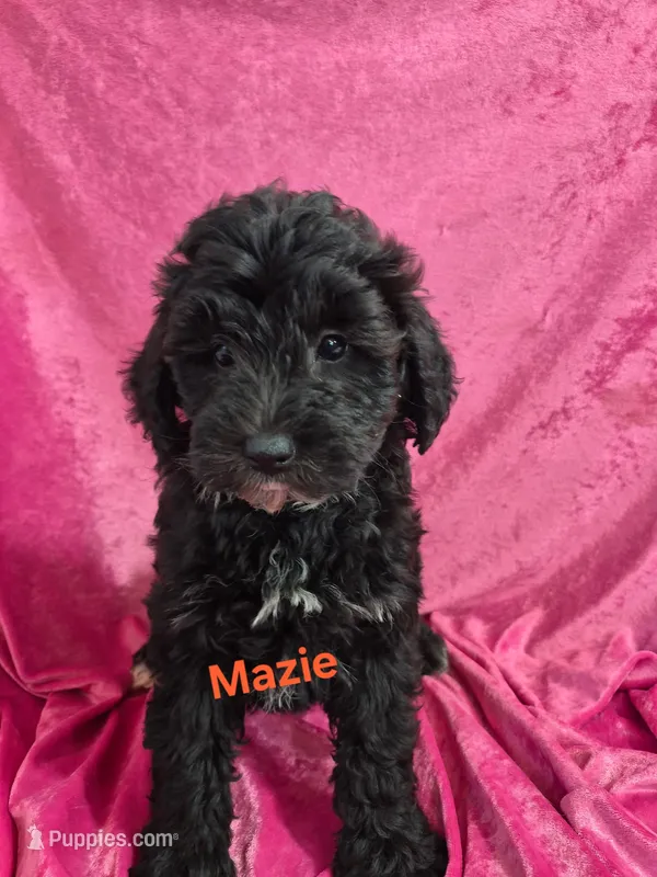 Maize – Schnoodle puppy for sale in Hilbert, WI