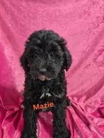 Maize, a female Schnoodle for sale in Hilbert, WI – 1 of 1