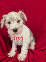 Trey, a male Miniature Schnauzer for sale in Hilbert, WI – 1 of 1