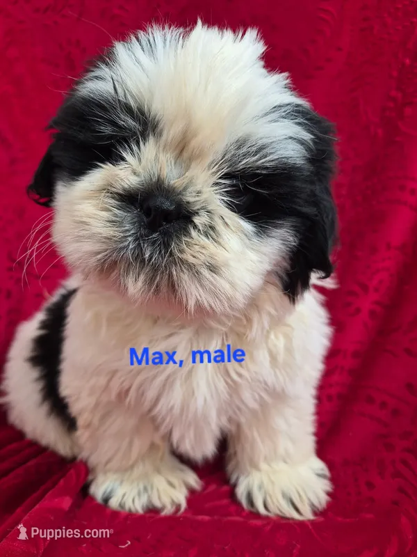 Max – Shih Tzu puppy for sale in Hilbert, WI