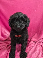 Sophie, a female Schnoodle for sale in Hilbert, WI – 4 of 6