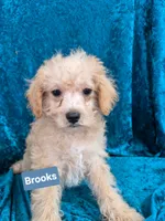 Brooks, a male Schnoodle for sale in Hilbert, WI – 1 of 1