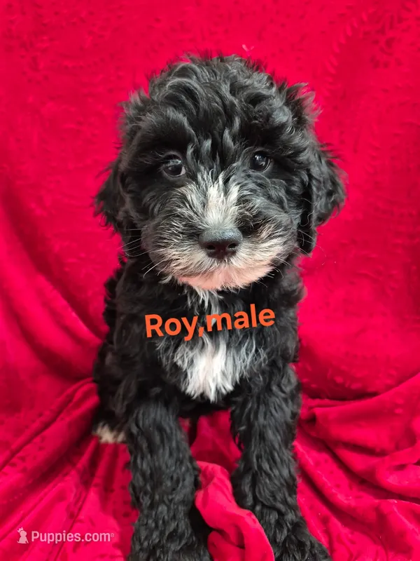 Roy – Schnoodle puppy for sale in Hilbert, WI