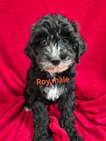 Roy, a male Schnoodle for sale in Hilbert, WI – 1 of 1