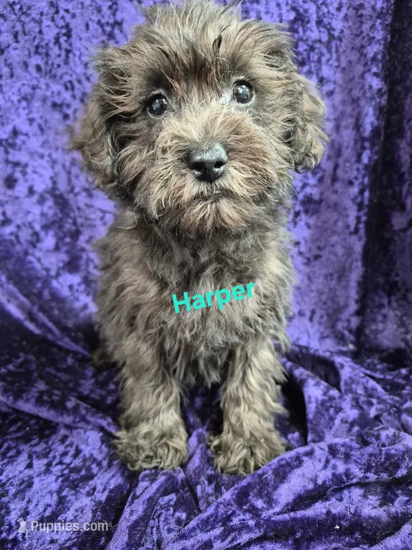 Harper – Schnoodle puppy for sale in Hilbert, WI