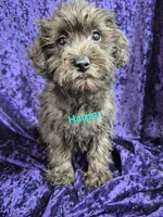 Harper, a female Schnoodle for sale in Hilbert, WI – 1 of 1