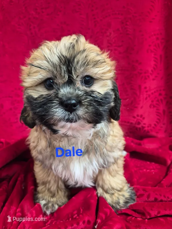 DALE – Shihpoo puppy for sale in Hilbert, WI